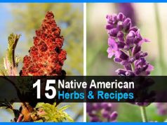 15 Native American Herbs & Recipes | Urban Survival Site