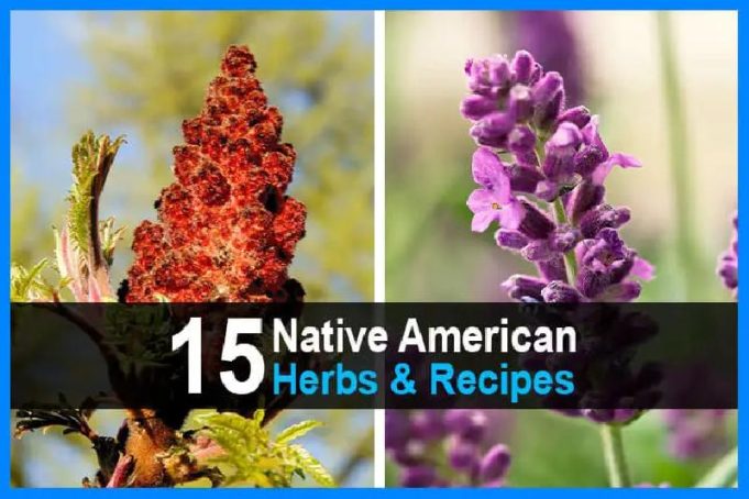 15 Native American Herbs & Recipes | Urban Survival Site