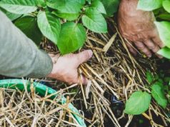 If You Grow This in Your Garden, You Will Never Starve