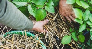 If You Grow This in Your Garden, You Will Never Starve