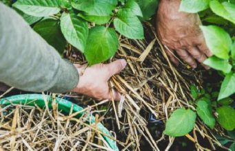 If You Grow This in Your Garden, You Will Never Starve