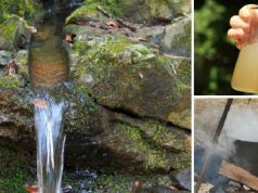 Ingenious Ways to Purify Water in the Wild