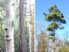 10 Trees Every Survivalist Should Know