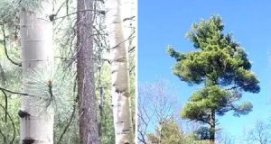 10 Trees Every Survivalist Should Know