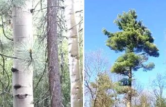 10 Trees Every Survivalist Should Know