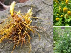 20 Medicinal Herbs Every Prepper Must Grow