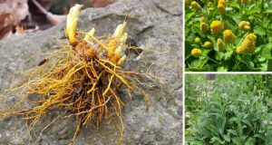 20 Medicinal Herbs Every Prepper Must Grow