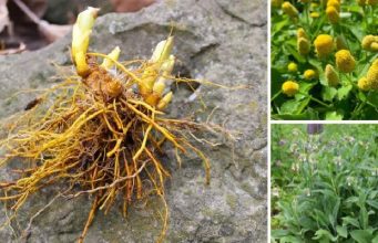 20 Medicinal Herbs Every Prepper Must Grow