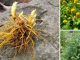 20 Medicinal Herbs Every Prepper Must Grow
