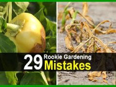 29 Rookie Gardening Mistakes