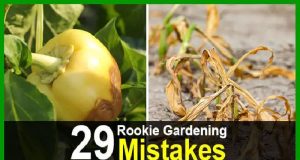 29 Rookie Gardening Mistakes