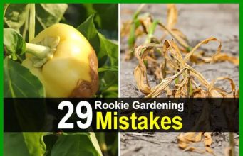29 Rookie Gardening Mistakes
