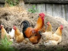 Bird Flu: The Next Viral Outbreak?