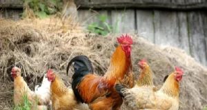Bird Flu: The Next Viral Outbreak?