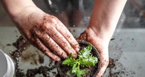 Gardening Options for the Self-Sufficient Prepper
