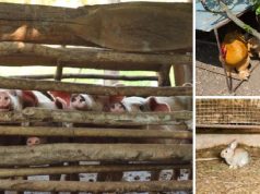 How to Hide Your Livestock When SHTF