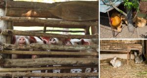 How to Hide Your Livestock When SHTF