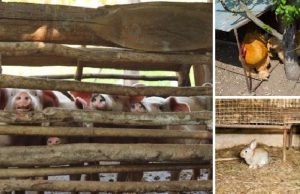 How to Hide Your Livestock When SHTF