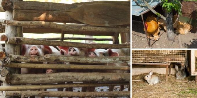 How to Hide Your Livestock When SHTF