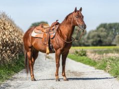 Transportation After the SHTF