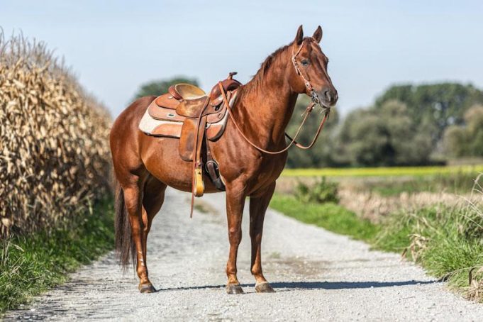 Transportation After the SHTF