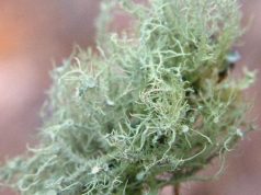 Usnea Lichen Identification Guide and Common Look-Alikes