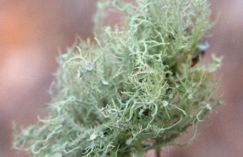 Usnea Lichen Identification Guide and Common Look-Alikes