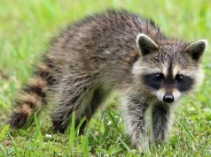 Ways to Teach Children About the Dangers of Wild Animals