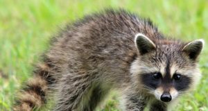 Ways to Teach Children About the Dangers of Wild Animals