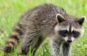 Ways to Teach Children About the Dangers of Wild Animals
