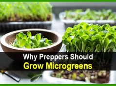 Why Preppers Should Grow Microgreens