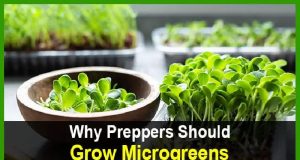 Why Preppers Should Grow Microgreens