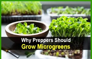 Why Preppers Should Grow Microgreens