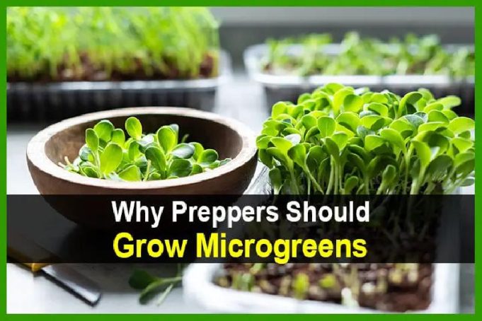 Why Preppers Should Grow Microgreens