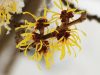 Witch Hazel: Surprising Uses for a Multipurpose Natural Remedy
