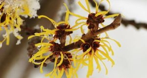 Witch Hazel: Surprising Uses for a Multipurpose Natural Remedy
