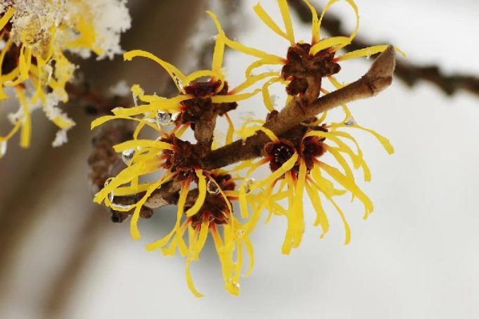 Witch Hazel: Surprising Uses for a Multipurpose Natural Remedy