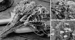 10 Plants Soldiers Looked for During the Civil War