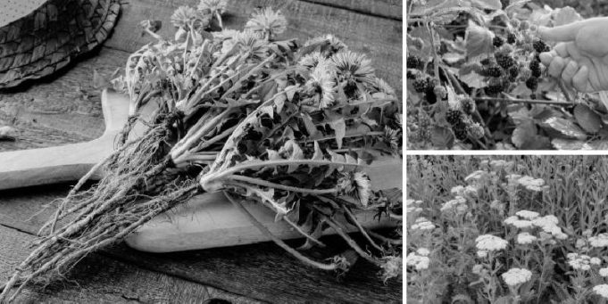 10 Plants Soldiers Looked for During the Civil War