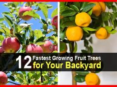 12 Fastest Growing Fruit Trees for Your Backyard