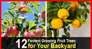 12 Fastest Growing Fruit Trees for Your Backyard
