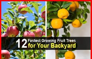 12 Fastest Growing Fruit Trees for Your Backyard