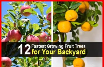 12 Fastest Growing Fruit Trees for Your Backyard