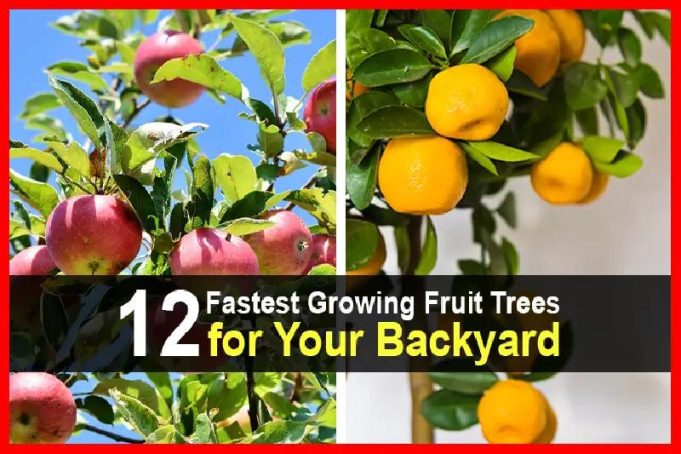 12 Fastest Growing Fruit Trees for Your Backyard
