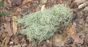 15 Astounding Usnea Benefits and Uses You Never Knew About