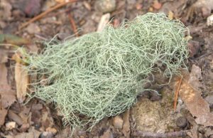 15 Astounding Usnea Benefits and Uses You Never Knew About