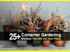 25+ Container Gardening Mistakes That Will Kill Your Plants
