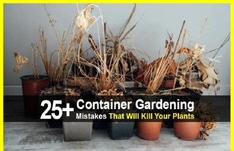 25+ Container Gardening Mistakes That Will Kill Your Plants