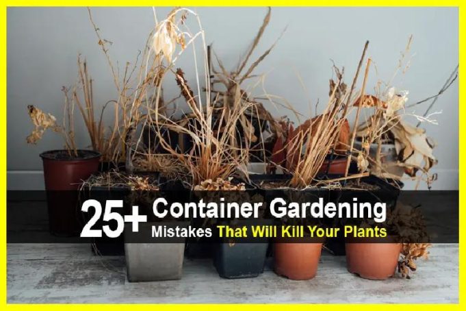 25+ Container Gardening Mistakes That Will Kill Your Plants