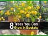8 Trees You Can Grow In Buckets